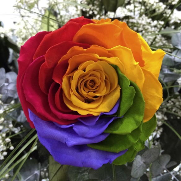 Rosa Individual Arcoiris Preservada XXL