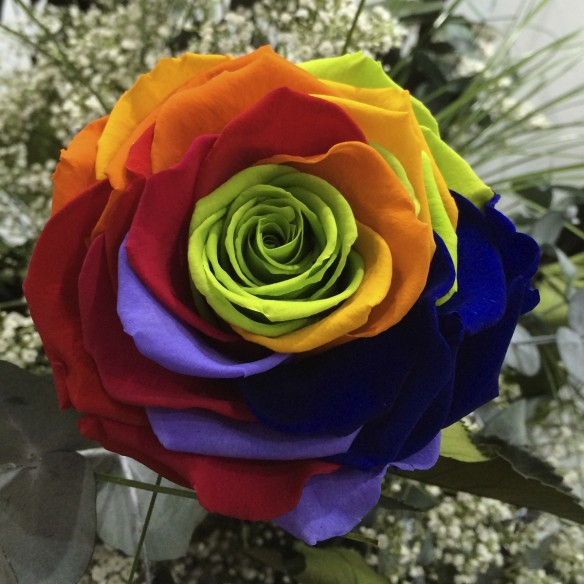 Rosa Individual Arcoiris Preservada XXL