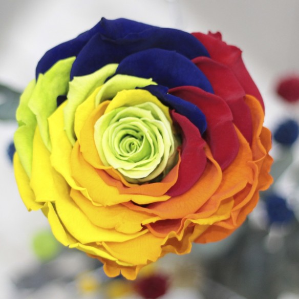 Rosa Individual Arcoiris Preservada XXL