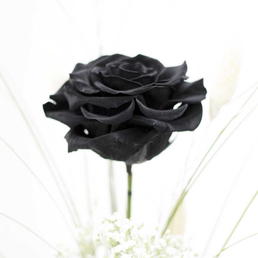 Rosa Individual Negro Puro XXL