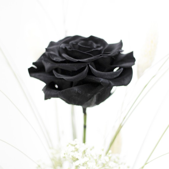 Rosa Individual Negro Puro XXL