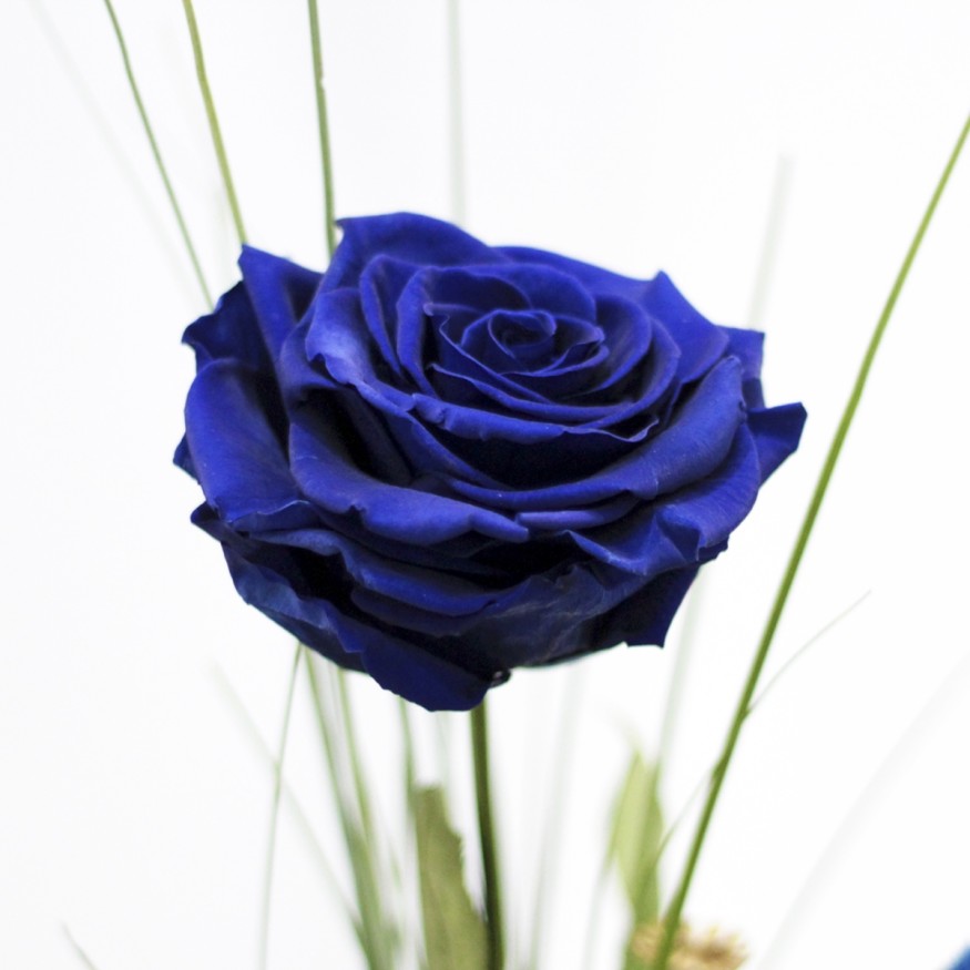 Rosa Individual Azul Intenso XXL