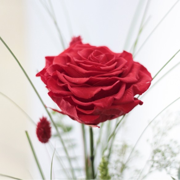 Rosa Individual Rojo Pasión XXL