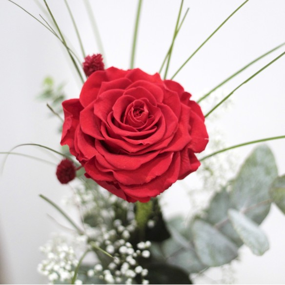 Rosa Individual Rojo Pasión XXL