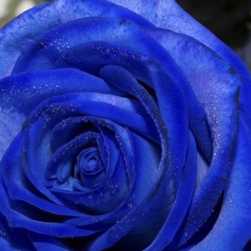 Rosa Individual Azul 