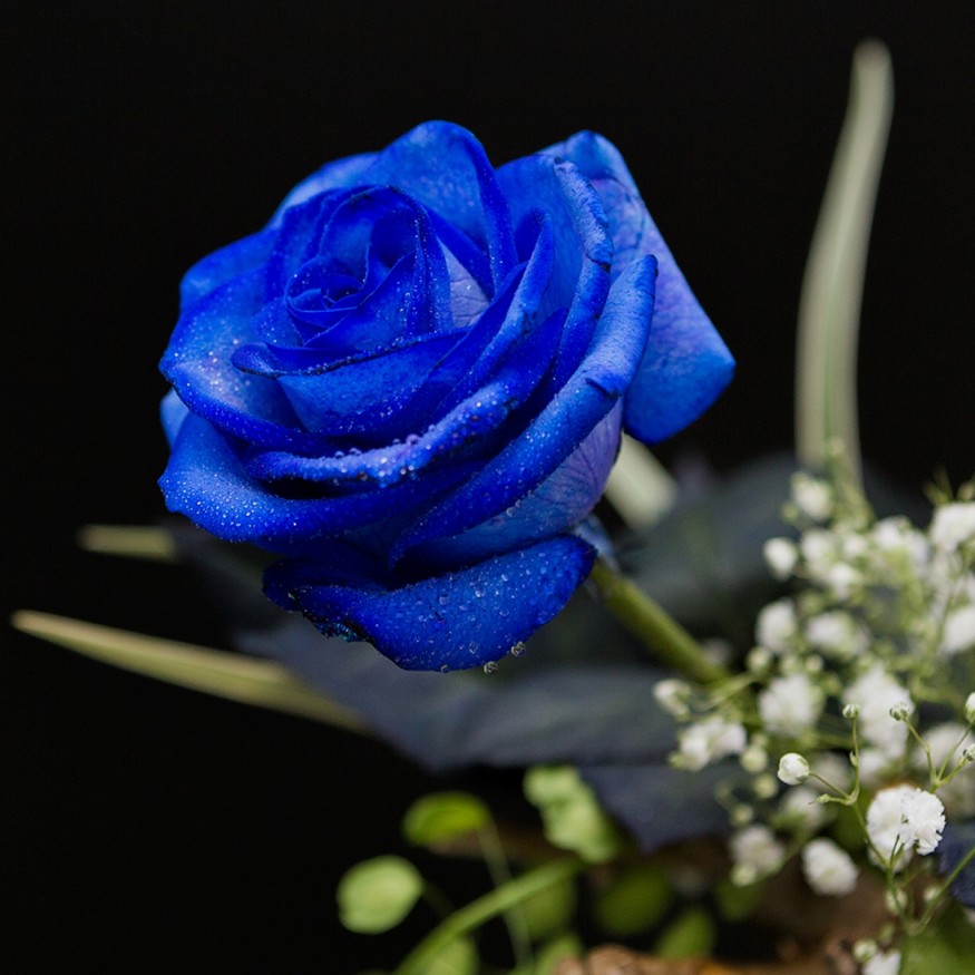 Rosa Individual Azul 