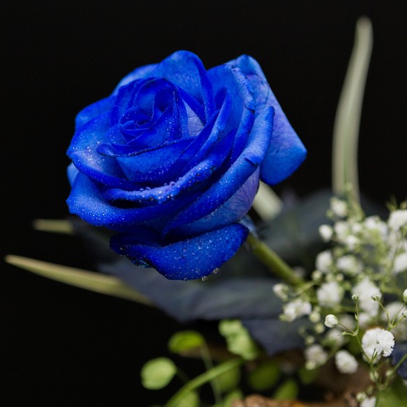 Rosa Individual Azul 