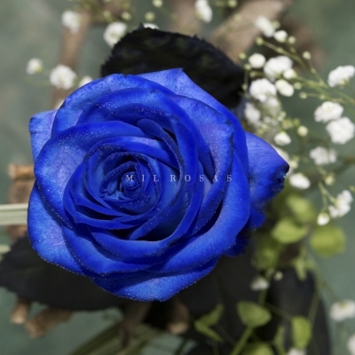 Rosa Individual Azul 