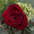 Rosa Individual Roja