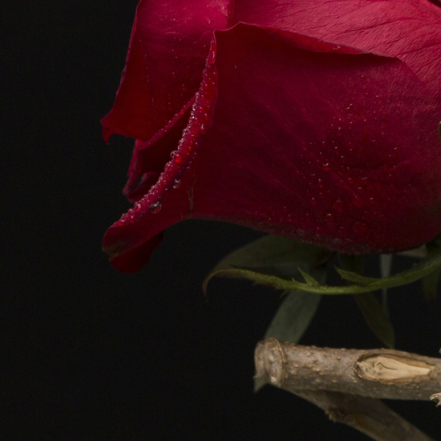 Rosa Individual Roja