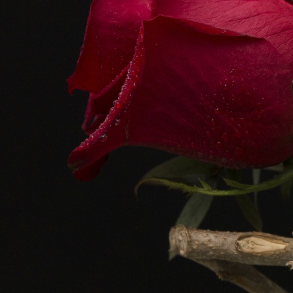Rosa Individual Roja