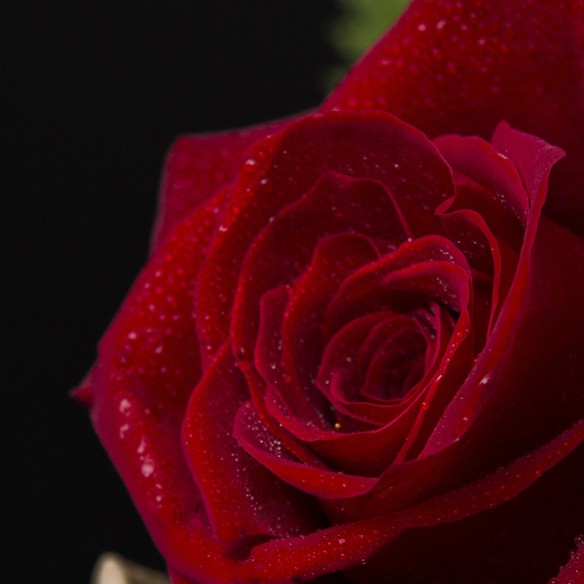 Rosa Individual Roja