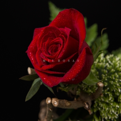 Rosa Individual Roja