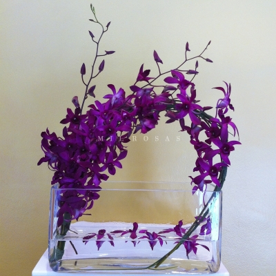 Orquideas Dendrobium Cristal