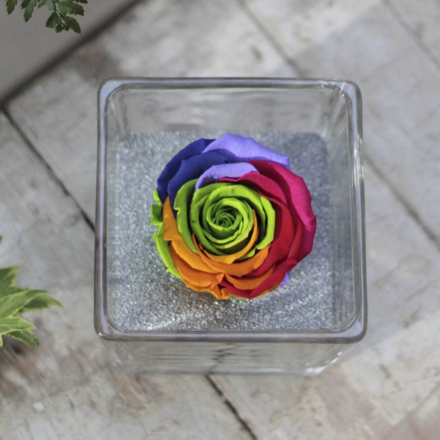 Perla Arcoiris XL