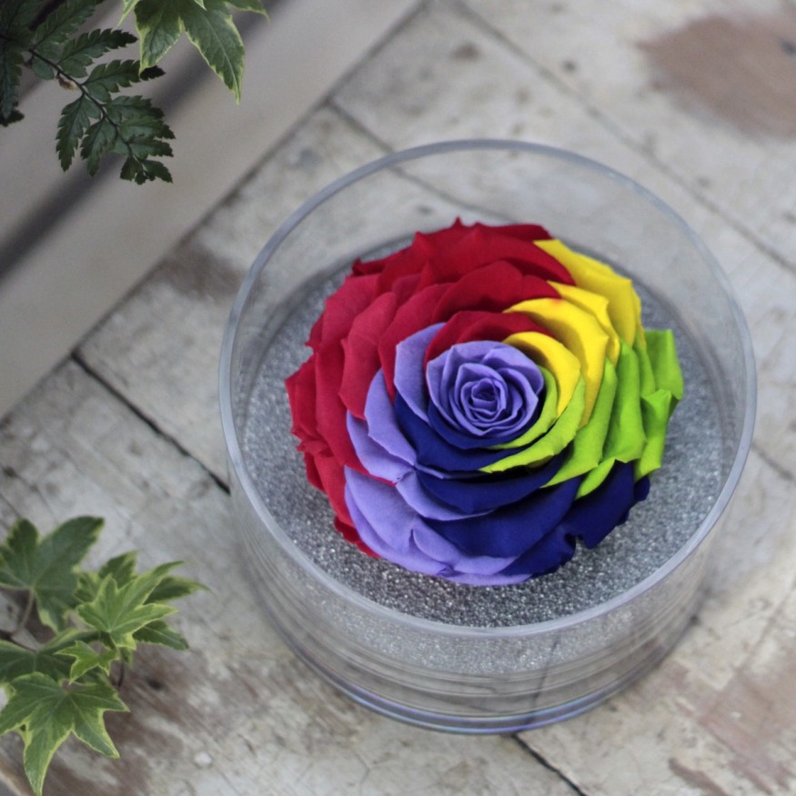 Perla Arcoiris XXL