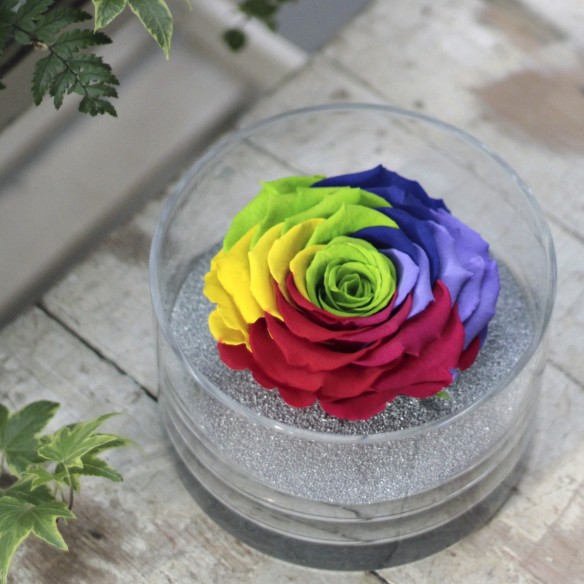 Perla Arcoiris XXL