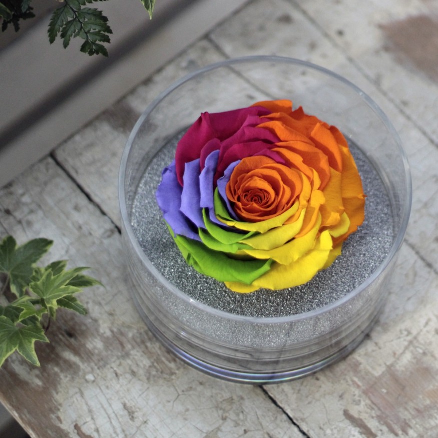 Perla Arcoiris XXL