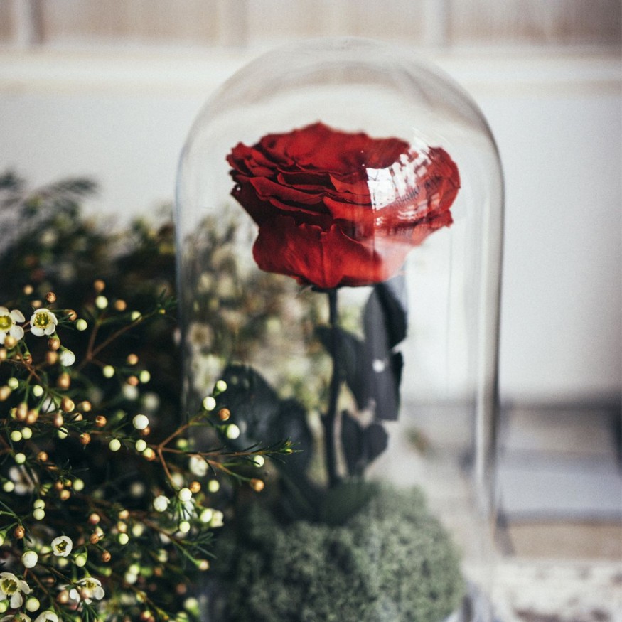 Rosa Joya