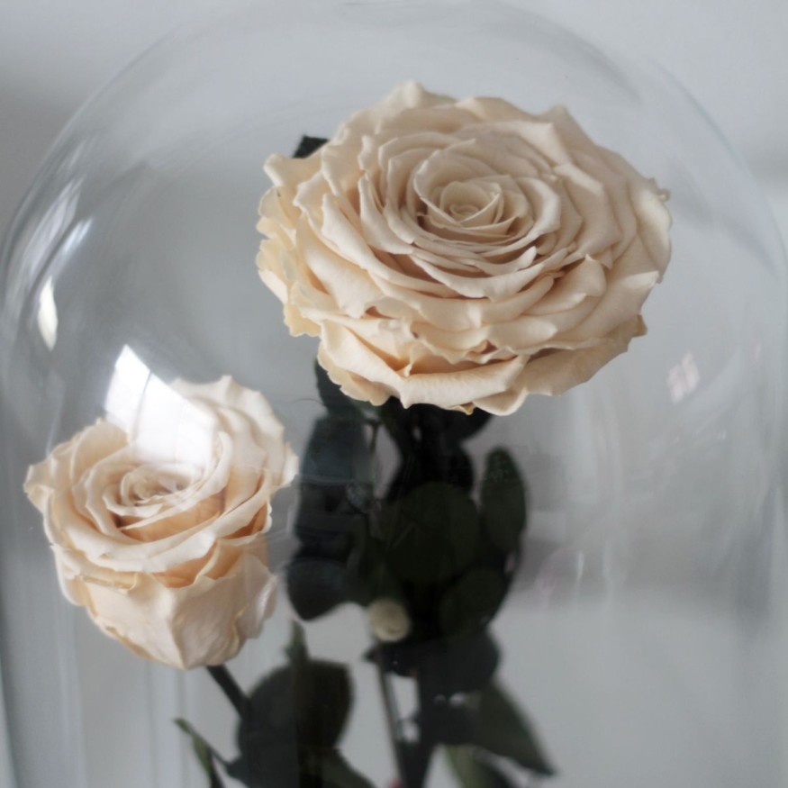 Rosa Joya Creme (Bella y Bestia)