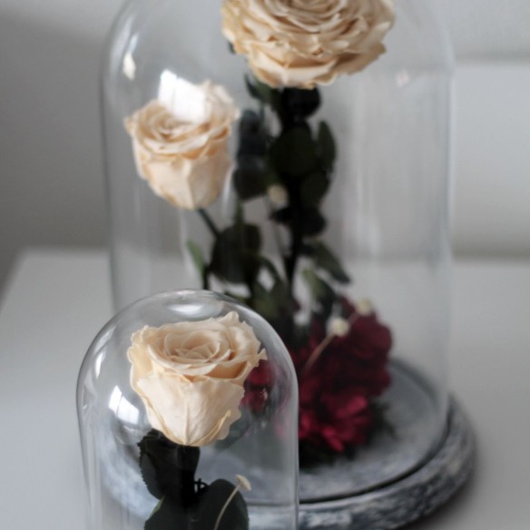 Rosa Joya Creme (Bella y Bestia)
