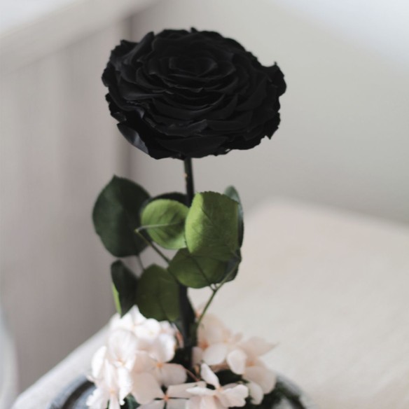 Rosa Joya Black (Bella y Bestia)