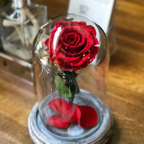 Rosa Joya