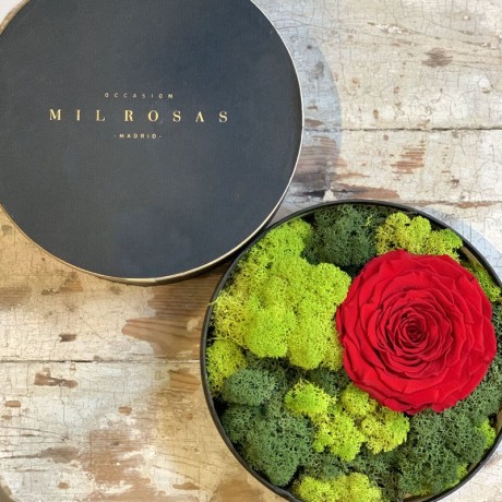 Caja Tresor de Rosas Preservadas