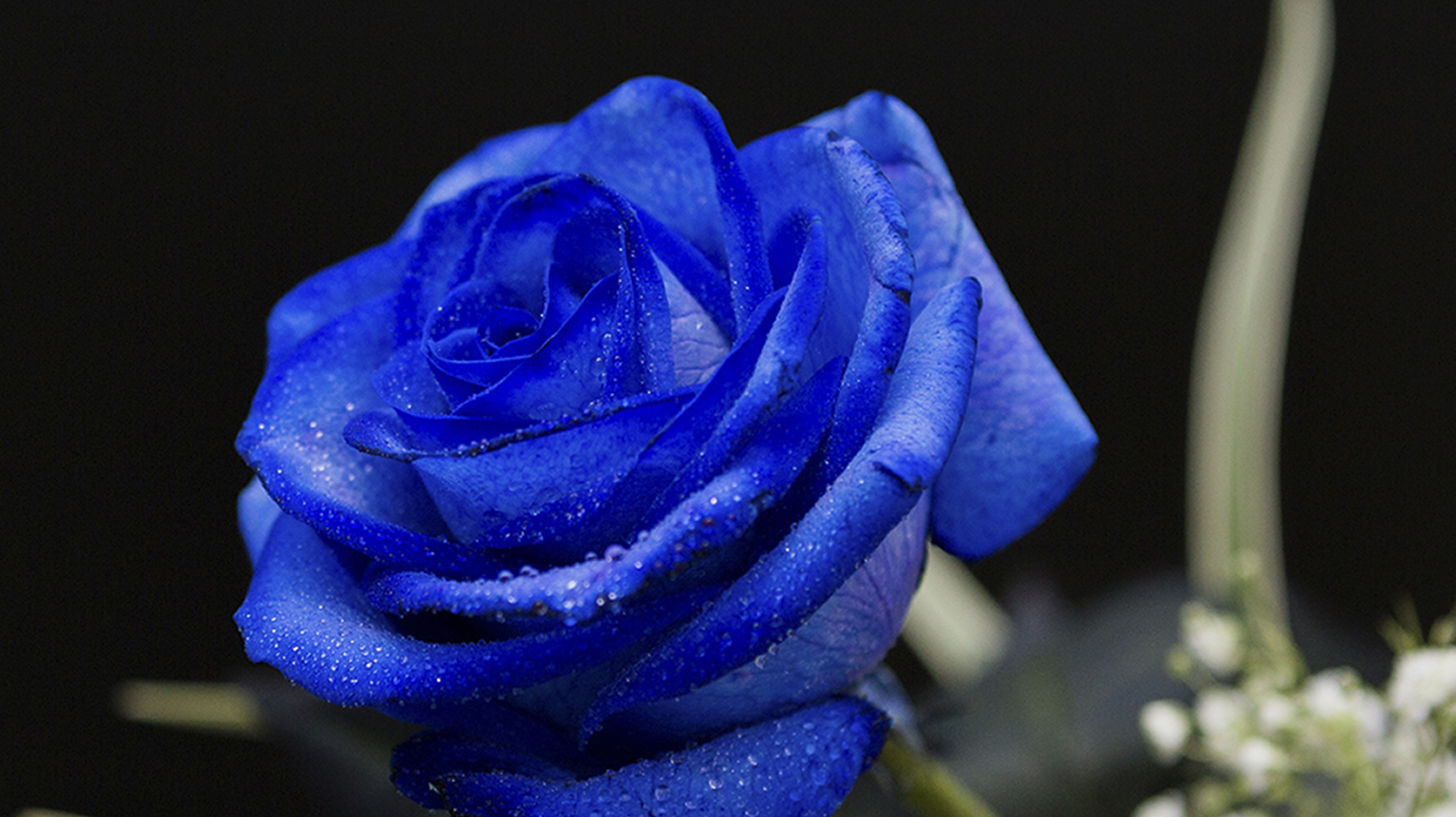 Rosa azul significado | Blog Milrosas